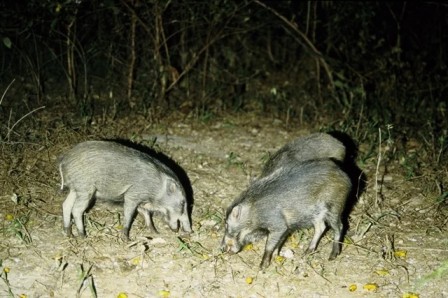 Langkawi Enchanted Rainforest Night Tour